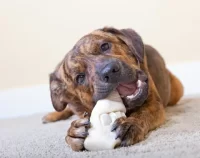 325220-480x380-pet-chewing-his-rawhide