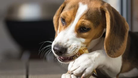 beagle-chewing-on-treat_1400x