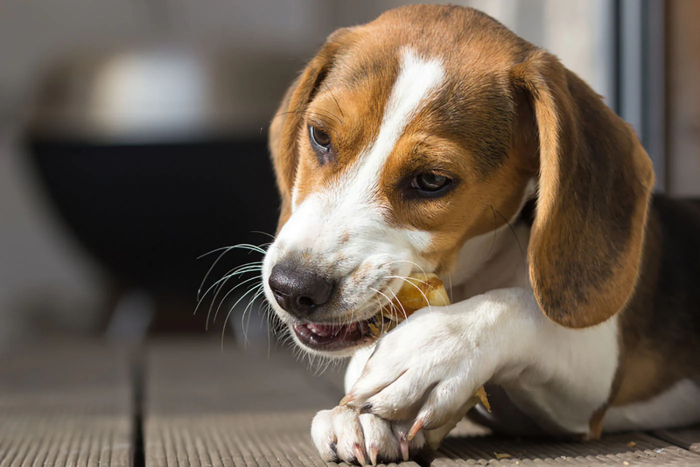 beagle-chewing-on-treat_1400x