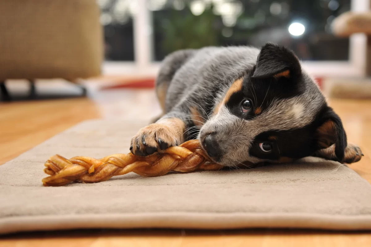 Köpeklerin Yiyebileceği ve Kaçınması Gereken 10 Tahıl