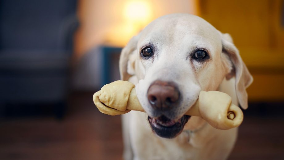 dog-with-chew-ALAMY-920x518-1