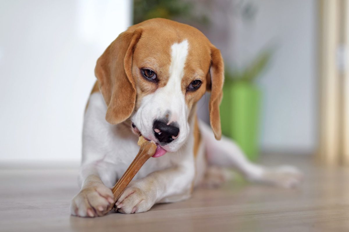 Köpeklerde Çiğneme Davranışı