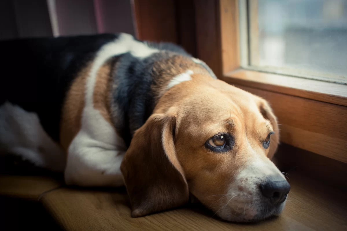 Köpeğim Evde Neden Sıkılıyor?