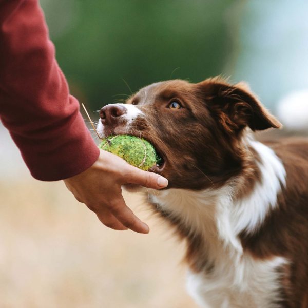 Köpekler İçin 10 Pratik Eğitim Tavsiyesi