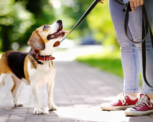 Köpeklerde Tasma ve Gezinti Eğitimi