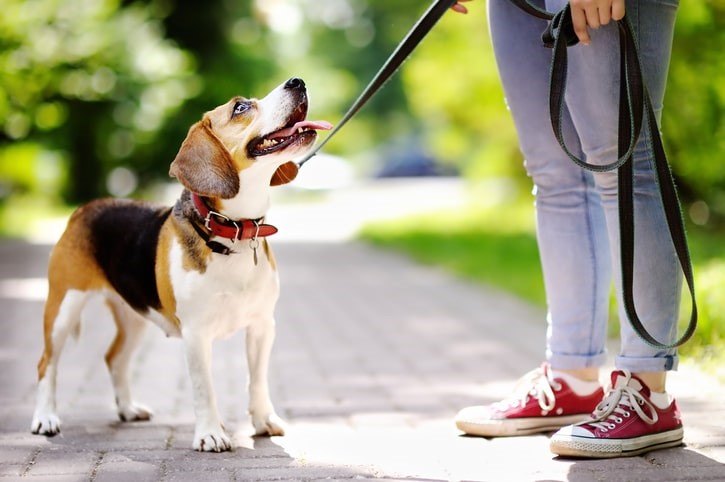 Köpeklerde Tasma ve Gezinti Eğitimi