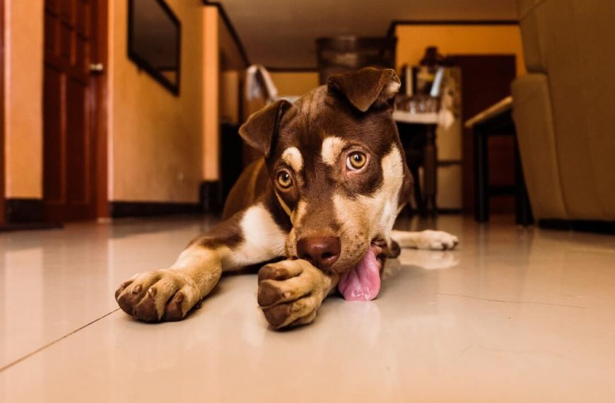 Köpekler Patilerini Neden Yalar?